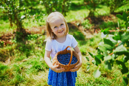Adorable preschooler girl picking fresh organic blueberries on farm. Delicious healthy snack for small children. Outdoor summer activities for little kidsの写真素材
