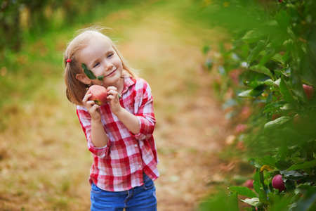 Adorable preschooler girl in red and white shirt picking red ripe organic apples in orchard or on farm on a fall day. Outdoor autumn activities for kidsの写真素材