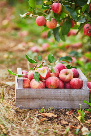 Red ripe organic apples in wooden crate in orchard or on farm, heart shape is cut on apne appleの写真素材