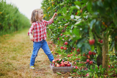 Adorable preschooler girl in red and white shirt picking red ripe organic apples in orchard or on farm on a fall day. Outdoor autumn activities for kidsの写真素材