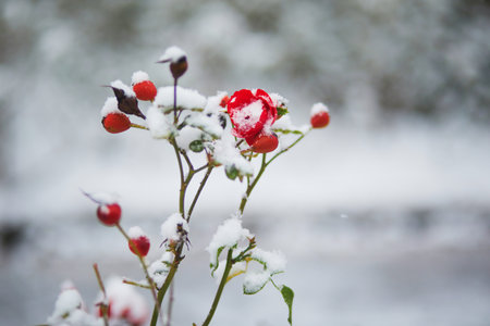 Rosehip branches with fruits and flowers covered with snow on winter or spring dayの写真素材