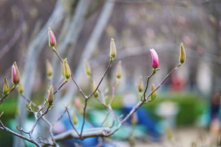 Pink magnolia tree blossoms on a spring day in Palais Royale in Paris, France
