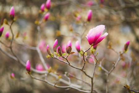Pink magnolia tree blossoms on a spring day in Palais Royale in Paris, France