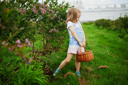 Adorable preschooler girl picking fresh organic blueberries on farm. Delicious healthy snack for small children. Outdoor summer activities for little kidsの写真素材