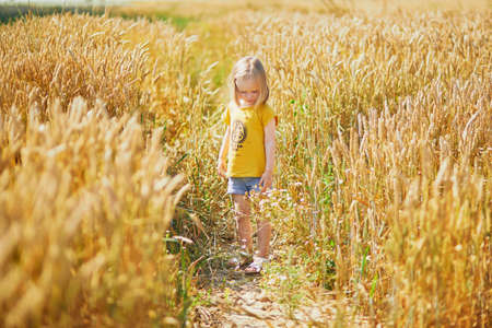 Adorable toddler girl on golden wheat field on a sunny day. Child walking in between golden ears of ryeの写真素材