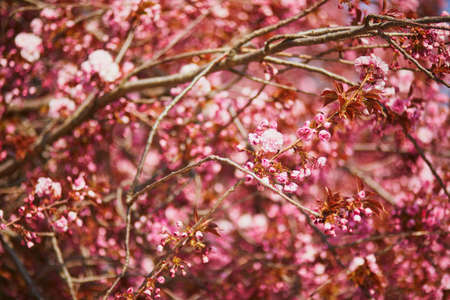 Branch of cherry blossom tree with beautiful pink flowers on a sunny spring day