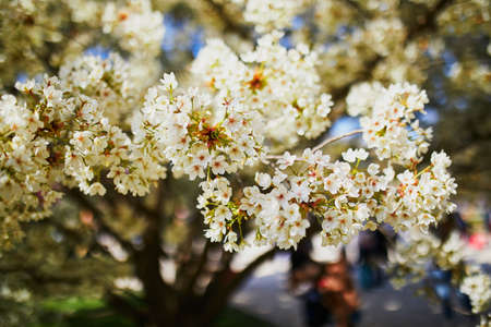 Beautiful white apprle tree in full bloom on a spring day