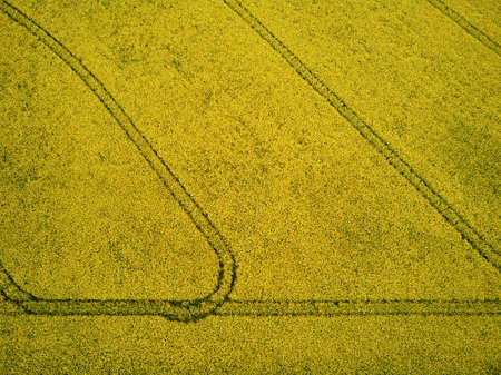 Scenic aerial drone view of yellow rapeseed fields in Ile-de-France, Franceの写真素材