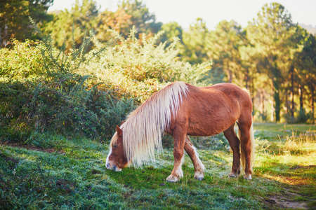 Horses grazing on a meadow in Basque Country, Spainの写真素材