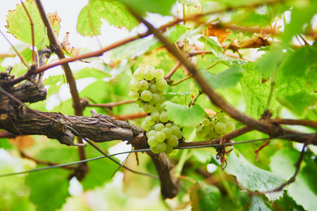 Grapes growing and ripening in orchard