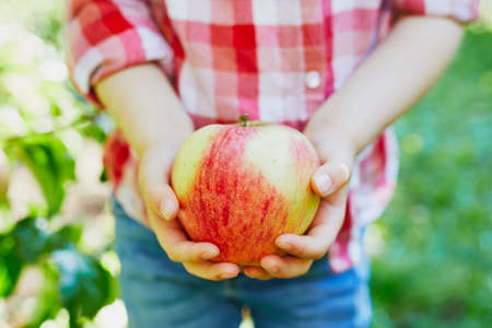 Adorable preschooler girl in red and white shirt picking red ripe organic apples in orchard or on farm on a fall day. Outdoor autumn activities for kidsの写真素材
