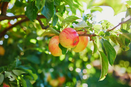Red ripe organic apples on apple tree branchの写真素材