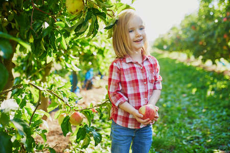 Adorable preschooler girl in red and white shirt picking red ripe organic apples in orchard or on farm on a fall day. Outdoor autumn activities for kidsの写真素材