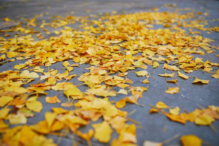 Golden ginkgo leaves lying on the ground in a park of London, United Kingdomの写真素材