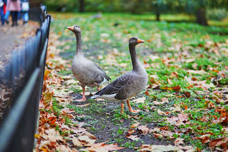 Canada geese in St. James park of London, United Kingdomの写真素材