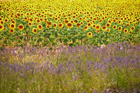 Lavender and sunflower fields in the middle of July near Valensole, Provence, Franceの写真素材