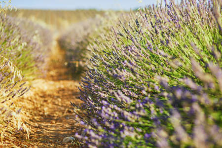 Closeup of lavender flowers on field in the middle of July near Valensole, Provence, Franceの写真素材