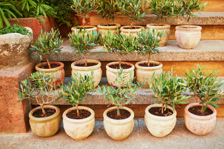Small olive trees in clay pots on a street market in Gordes, Provence, Southern Franceの写真素材