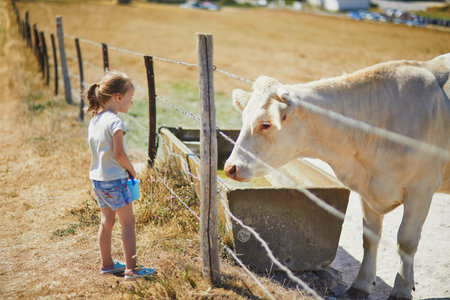 Preschooler girl looking at white cow on pasture in Normandy, France