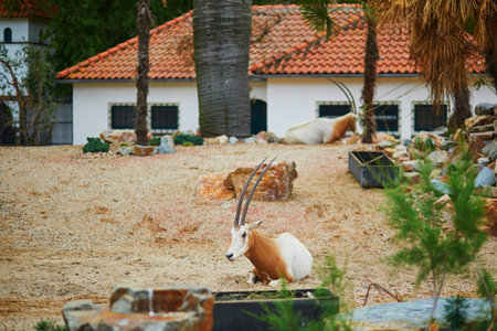 Antelopes resting outdoors in a zoo or safari parkの写真素材