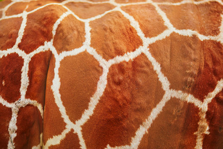 Closeup of giraffe hide. Animals in zoo or safari park