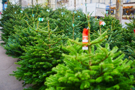 Many Christmas trees on market. Green fir trees for sale. Celebrating Christmas and New Year at homeのeditorial素材