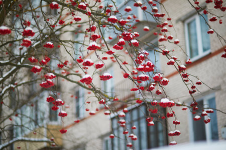 Red ripe ashberries covered with snow on a winter day