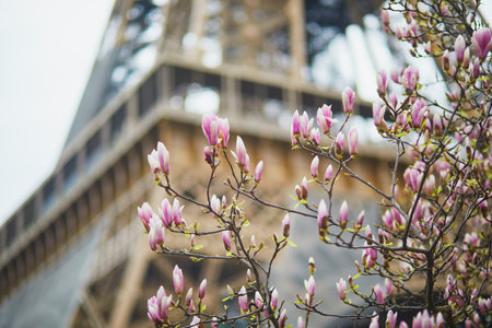 Pink magnolia in full bloom and Eiffel tower in the background. Beginning of spring in Paris, Franceの写真素材