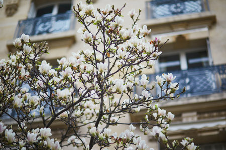 White magnolia in full bloom on a Parisian street on a spring day. Beginning of spring in Paris, Franceの写真素材