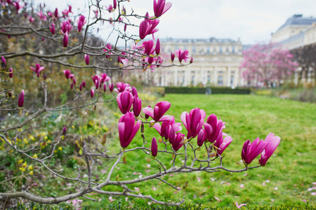 Pink magnolia tree flowers on a spring day in Paris, Franceの写真素材