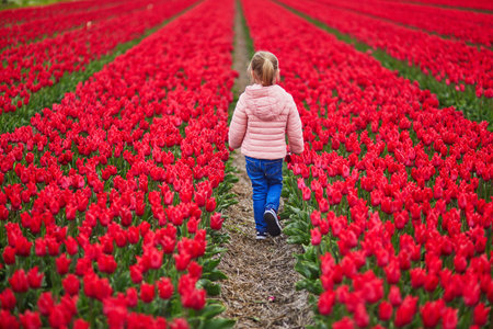 Adorable preschooler girl in beautiful blossoming red tulip field in Zuid-Holland, the Netherlandsの写真素材