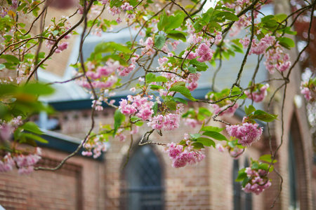 Branch of cherry blossom tree with beautiful pink flowers on a sunny spring dayの写真素材