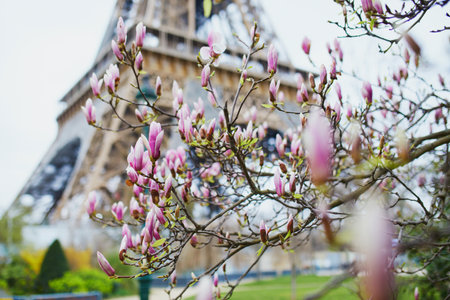 Pink magnolia in full bloom and Eiffel tower in the background. Beginning of spring in Paris, Franceの写真素材