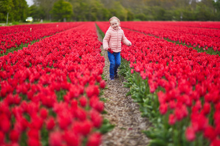 Adorable preschooler girl in beautiful blossoming red tulip field in Zuid-Holland, the Netherlandsの写真素材