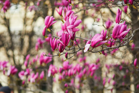 Pink magnolia tree flowers on a spring day in Paris, Franceの写真素材