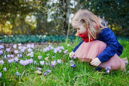 Adorable girl with purple crocuses. Little child outdoors on a spring day. Preschooler girl having fun with flowersの写真素材