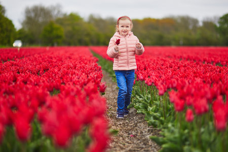 Adorable preschooler girl in beautiful blossoming red tulip field in Zuid-Holland, the Netherlandsの写真素材
