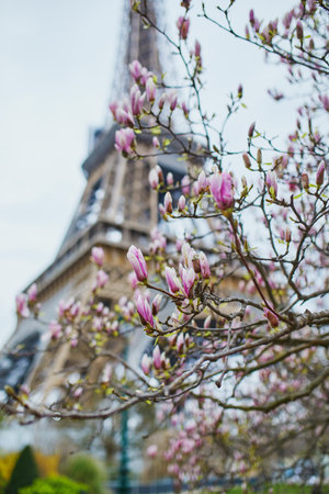 Pink magnolia in full bloom and Eiffel tower in the background. Beginning of spring in Paris, Franceの写真素材