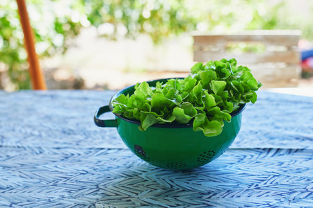 Fresh green lettuce in strainer on the table ready for cookingの写真素材