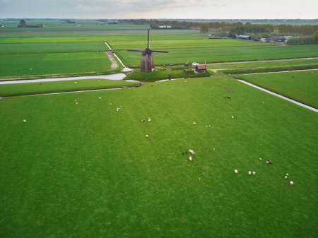 Aerial drone view of traditional Dutch windmill on field with grazing sheep and cows. Typical landscape of countryside of the Netherlandsのeditorial素材