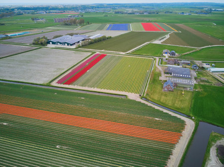 Aerial drone view of blooming tulip fields in Zuid-Holland, the Netherlandsのeditorial素材