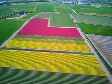 Aerial drone view of blooming tulip fields in Zuid-Holland, the Netherlandsのeditorial素材