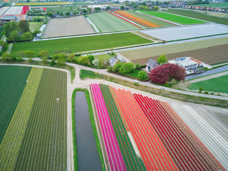 Aerial drone view of blooming tulip fields in Zuid-Holland, the Netherlandsのeditorial素材