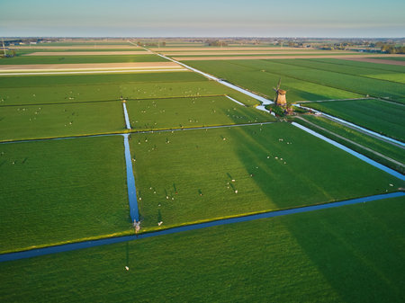 Aerial drone view of traditional Dutch windmill on field with grazing sheep and cows. Typical landscape of countryside of the Netherlandsのeditorial素材