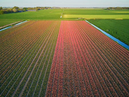 Aerial drone view of blooming tulip fields in Zuid-Holland, the Netherlandsのeditorial素材