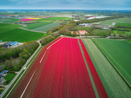 Aerial drone view of blooming tulip fields in Zuid-Holland, the Netherlandsのeditorial素材