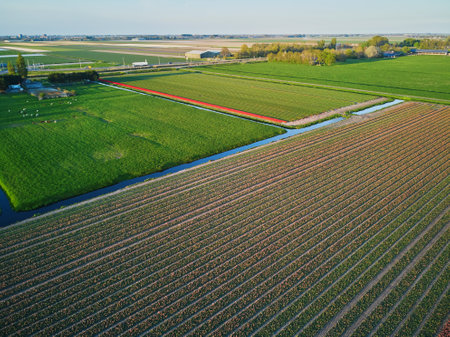 Aerial drone view of blooming tulip fields in Zuid-Holland, the Netherlandsのeditorial素材