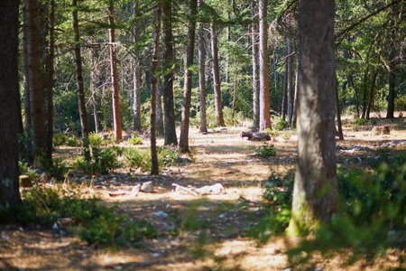 Beautiful cedar forest (la foret des cedres) with great hiking and walking trails and panoramic...