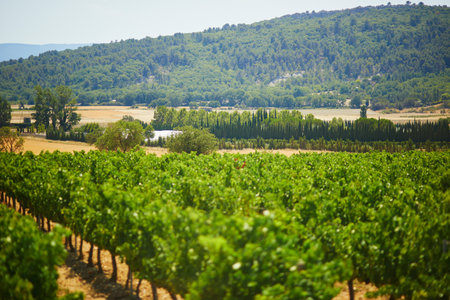 Aerial scenic Mediterranean landscape with cypresses, olive trees and vineyards in Provence, Southern Franceの写真素材
