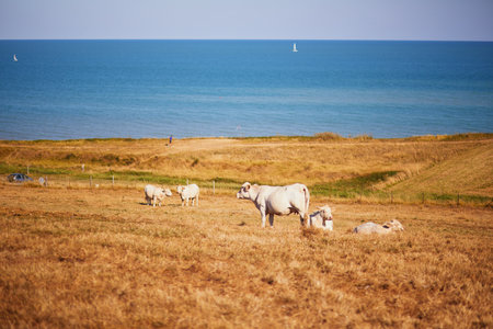 White cows grazing on a green pasture near the Atlantic coast in rural Normandy, Franceの写真素材